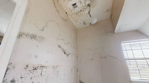 Best Mold Removal for HVAC Installations  in Lauderdale By The Sea, FL