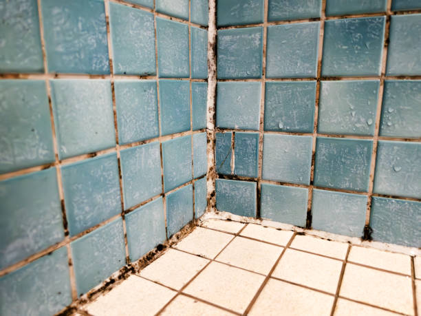 Mold Removal for HVAC Installations in Lauderdale By The Sea, FL
