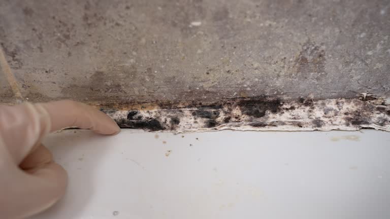 Best Comprehensive Air Testing for Mold Contaminants  in Lauderdale By The Sea, FL