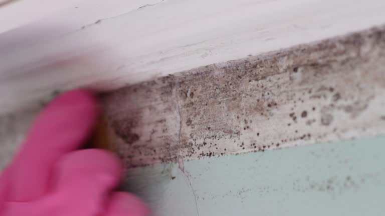 Best Mold Remediation for Healthcare Facilities  in Lauderdale By The Sea, FL